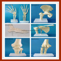 Modelo esquelético de la articulación de la cadera de la simulación anatómica humana para la enseñanza médica